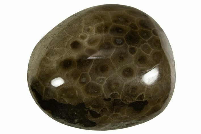 Polished Petoskey Stone (Fossil Coral) - Michigan #328362